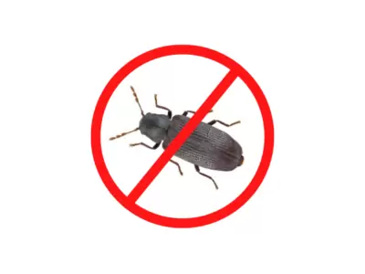 Wood Borer Control near me